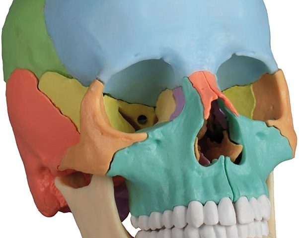 https://www.delimed.ba/wp-content/uploads/Anatomija-i-Edukacija-Erler-Zimmer-Osteopathy-skull-model-602x480.jpg